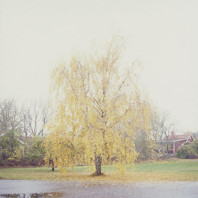 bjork tree